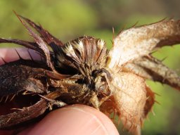 Berkheya cuneata post mortem