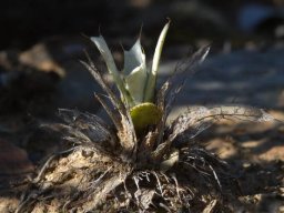 Berkheya cuneata arising from parental remains