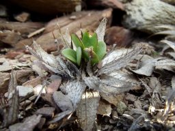 Berkheya cuneata seed leaves