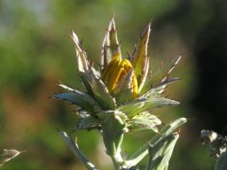 Berkheya cuneata defending the assets