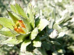 Berkheya cuneata budding