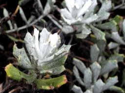 Berkheya cuneata stem-tips