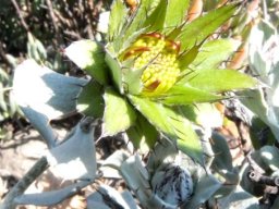 Berkheya cuneata buds