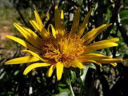 Berkheya fruticosa open disc florets