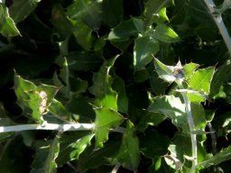 Berkheya fruticosa leafy stems