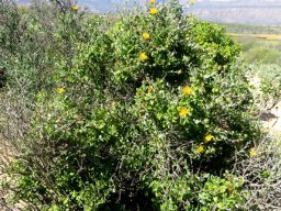 Berkheya fruticosa shrub