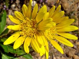 Berkheya herbacea flowerheads