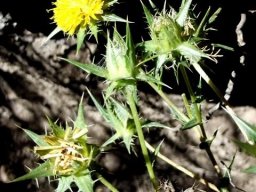 Berkheya onobromoides
