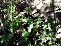 Berkheya onobromoides leaves