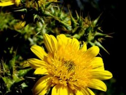 Berkheya spinosa flower