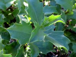 Berkheya spinosa mature leaves