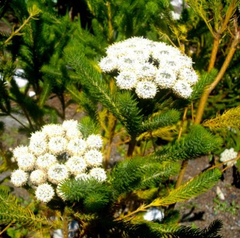 Berzelia albiflora in bloom