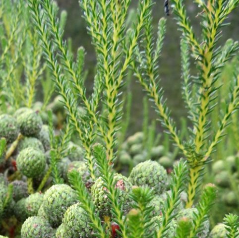 Berzelia commutata leaves, stems and fruit