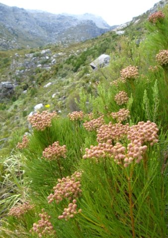 Berzelia lanuginosa in Bainskloof