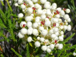 Berzelia abrotanoides