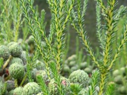 Berzelia commutata leaves, stems and fruit