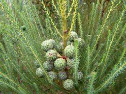 Berzelia commutata older and younger stems