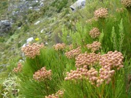 Berzelia lanuginosa in Bainskloof