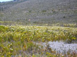 Berzelia lanuginosa or vleikolkol