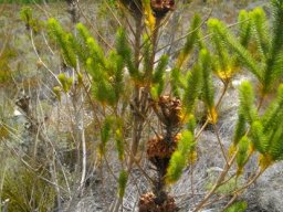 Berzelia albiflora storing seeds until the fire comes