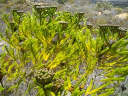 Berzelia albiflora