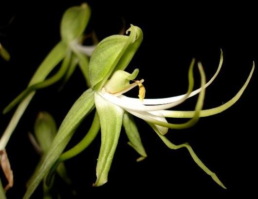Bonatea antennifera flower