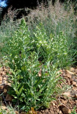 Bonatea antennifera leaves