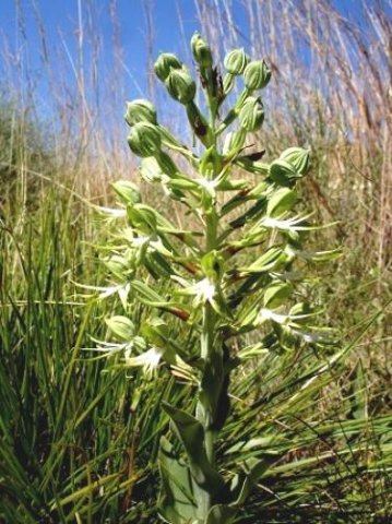 Bonatea antennifera