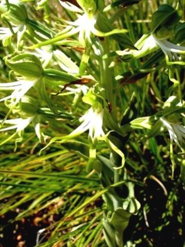 Bonatea antennifera