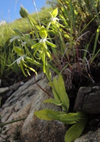 Bonatea boltonii leaves