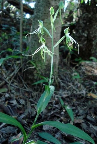 Bonatea saundersioides