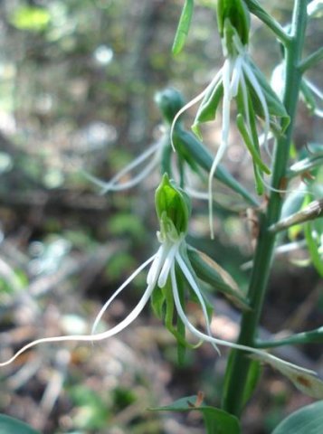 Bonatea saundersioides all green and white