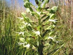 Bonatea antennifera