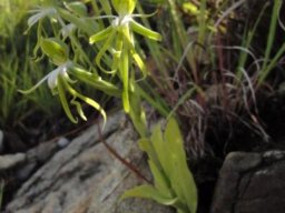 Bonatea boltonii leaves