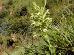Bonatea boltonii