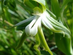 Bonatea boltonii flower