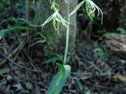 Bonatea saundersioides