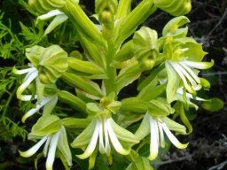 Bonatea speciosa