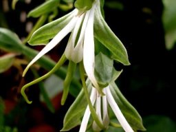 Bonatea speciosa flowers