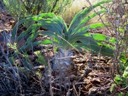 Boophone disticha leaves out-curving