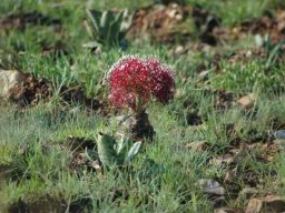 Boophone disticha