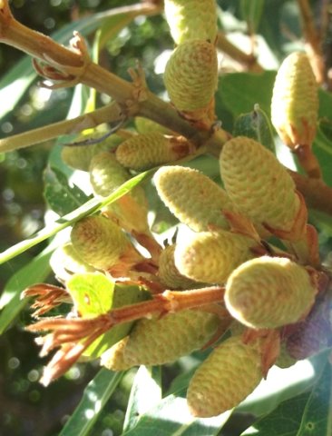 Brabejum stellatifolium flowering begins