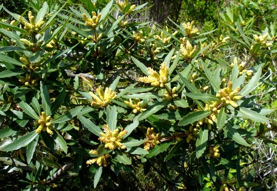 Brabejum stellatifolium transformed stem tips