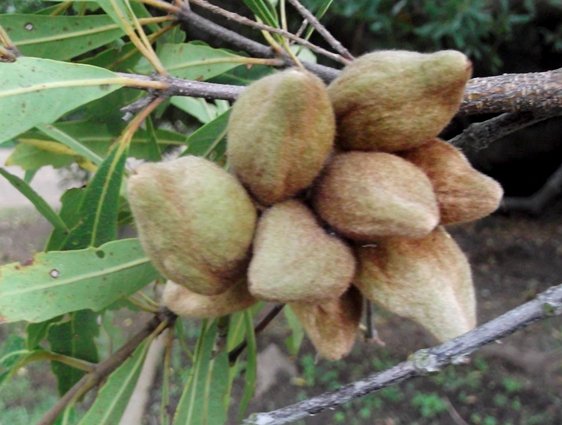 Brabejum stellatifolium fruit cluster