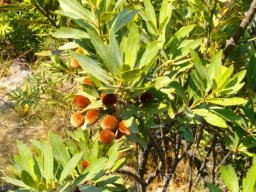 Brabejum stellatifolium fruit