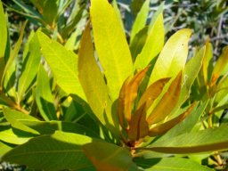 Brabejum stellatifolium leaves
