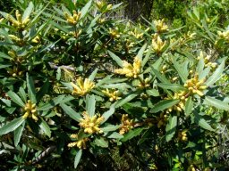 Brabejum stellatifolium transformed stem tips