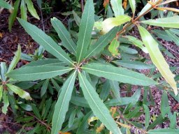 Brabejum stellatifolium stem-tip leaves dull