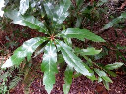 Brabejum stellatifolium stem-tip leaves glossy