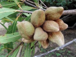 Brabejum stellatifolium fruit cluster
